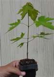 Qty-1 Carolina Red Maple starter Seedling 12 inches tall  
